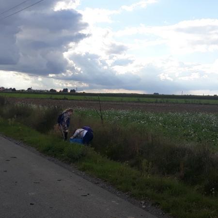 Wyświetl org. rozmiar