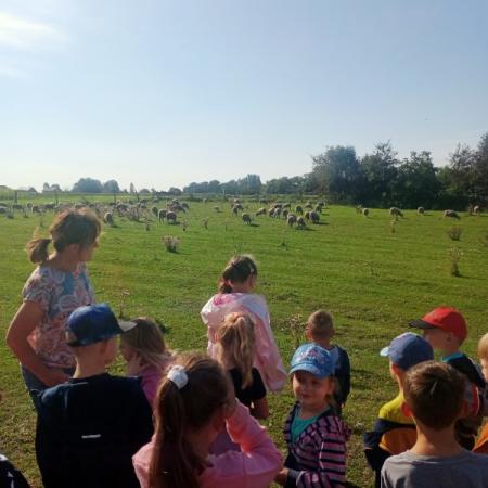 Wyświetl org. rozmiar
