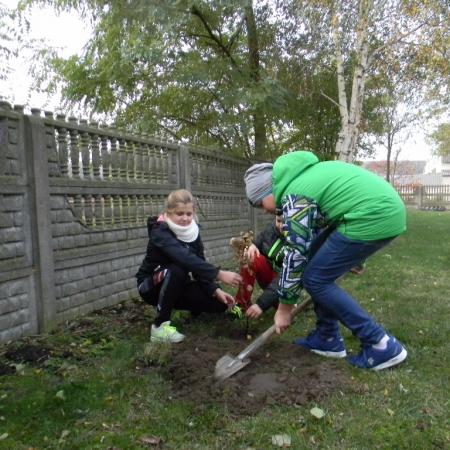 Wyświetl org. rozmiar