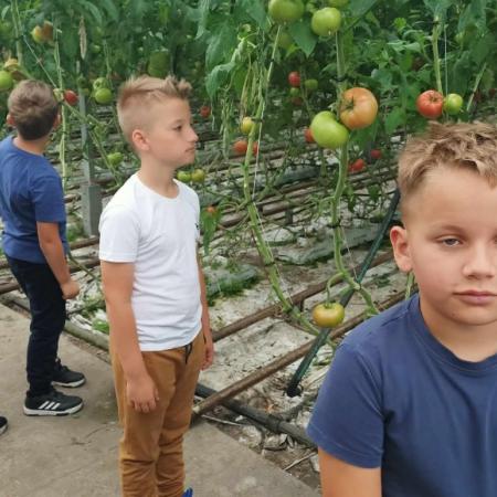 Wyświetl org. rozmiar
