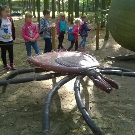 Wyświetl org. rozmiar