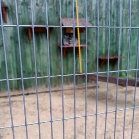Wyświetl org. rozmiar