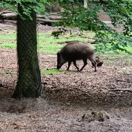 Wyświetl org. rozmiar