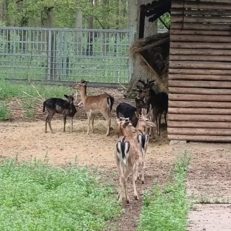 Wyświetl org. rozmiar