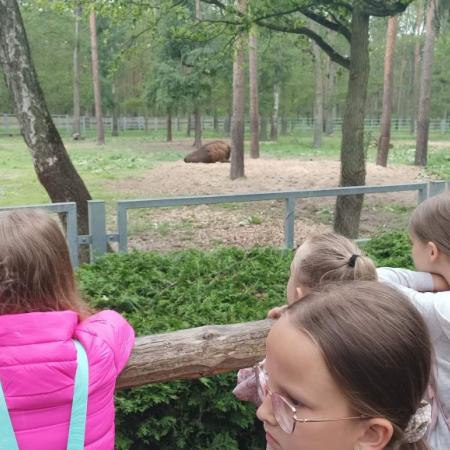 Wyświetl org. rozmiar
