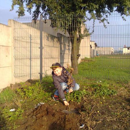 Wyświetl org. rozmiar